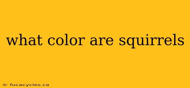 what color are squirrels