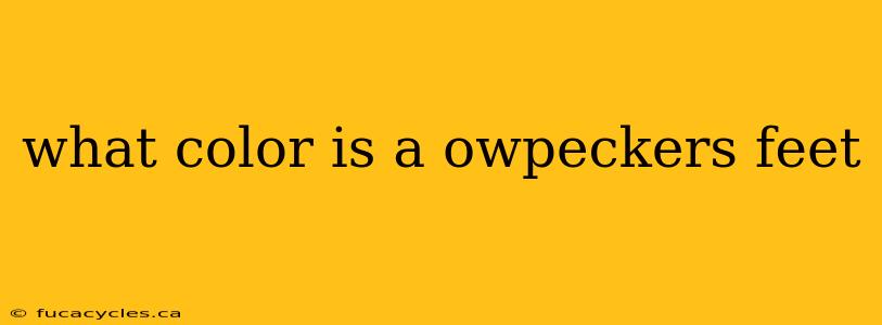 what color is a owpeckers feet