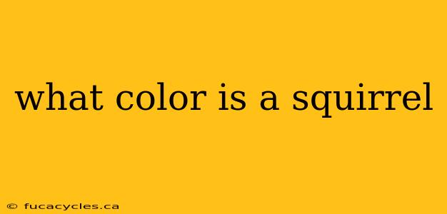 what color is a squirrel