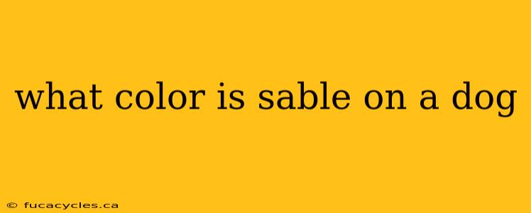 what color is sable on a dog