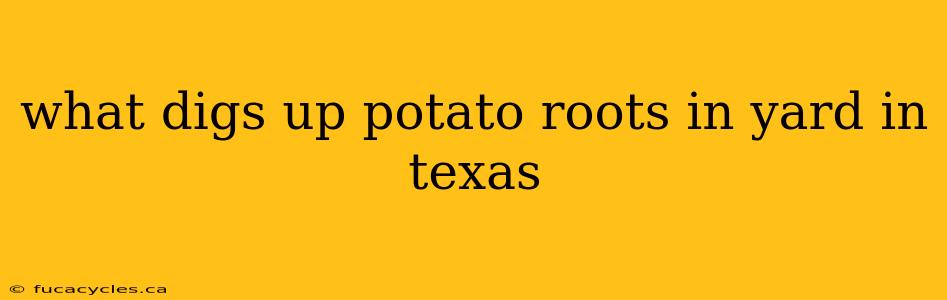 what digs up potato roots in yard in texas