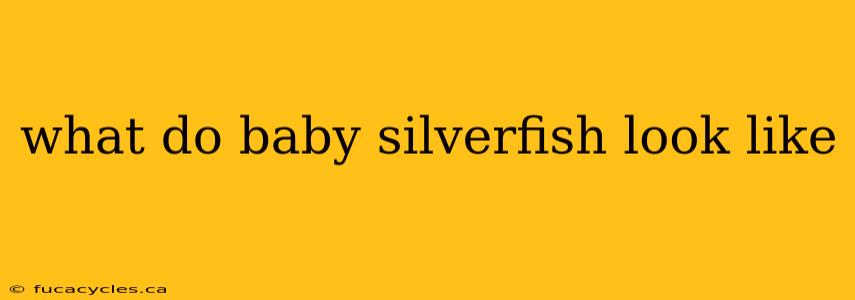 what do baby silverfish look like