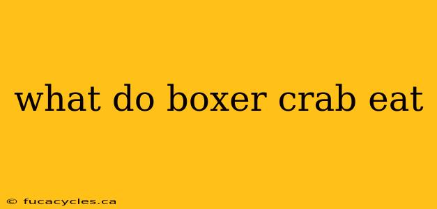 what do boxer crab eat