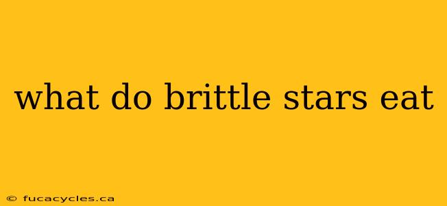 what do brittle stars eat