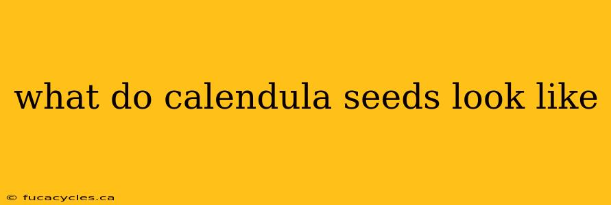 what do calendula seeds look like