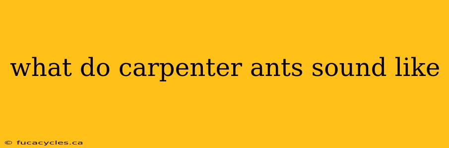 what do carpenter ants sound like