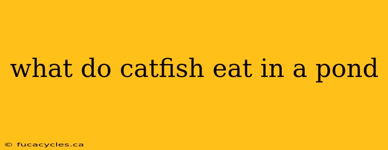 what do catfish eat in a pond