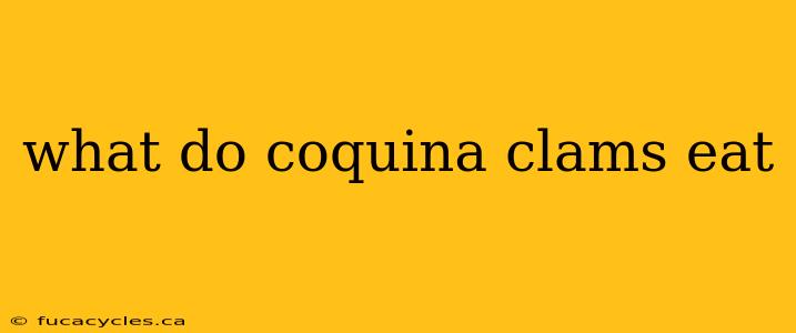 what do coquina clams eat