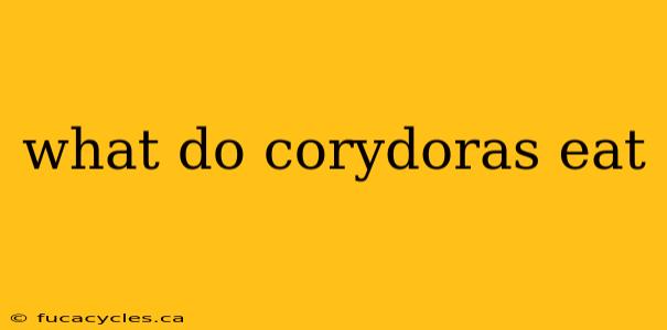 what do corydoras eat