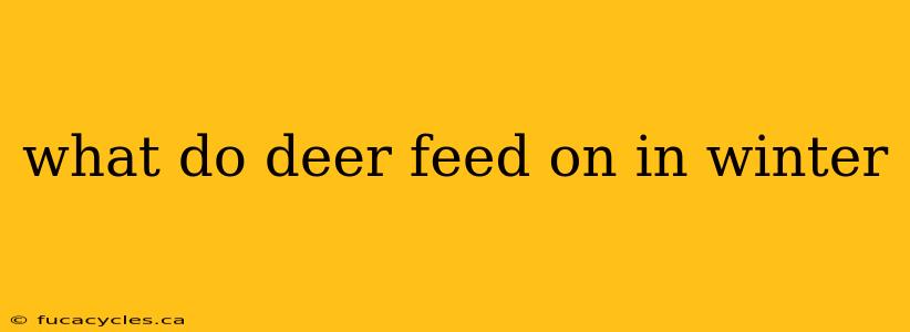 what do deer feed on in winter