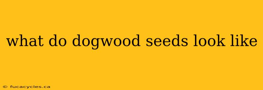 what do dogwood seeds look like