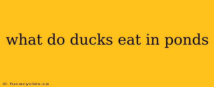 what do ducks eat in ponds