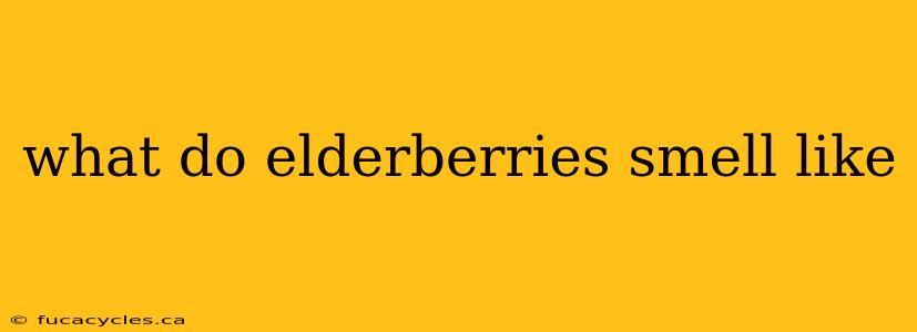 what do elderberries smell like