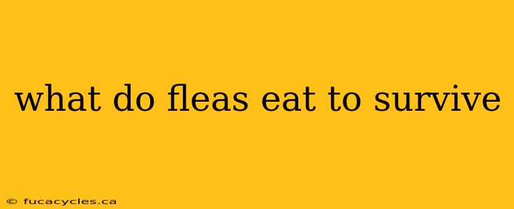 what do fleas eat to survive