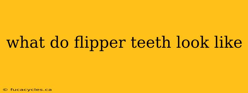 what do flipper teeth look like