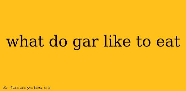 what do gar like to eat