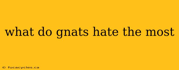 what do gnats hate the most