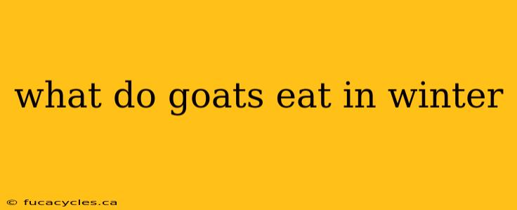 what do goats eat in winter