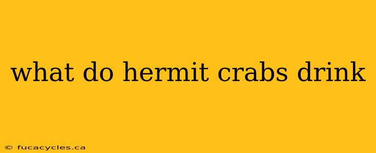 what do hermit crabs drink