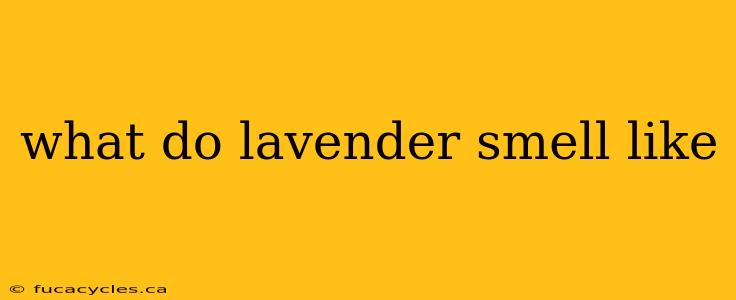 what do lavender smell like