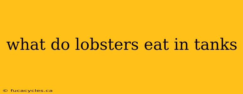 what do lobsters eat in tanks