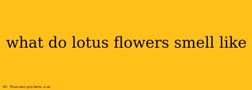 what do lotus flowers smell like