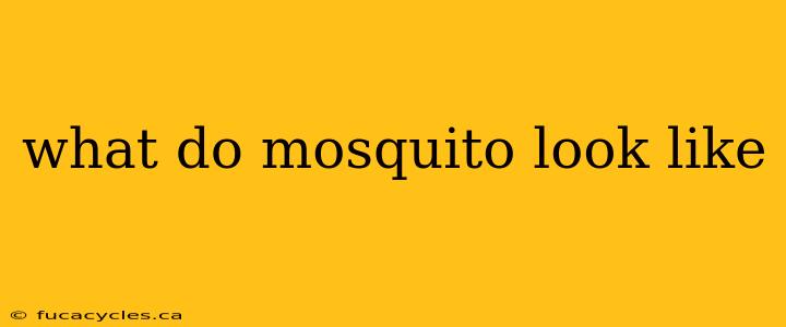 what do mosquito look like