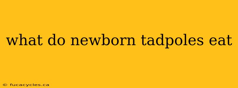 what do newborn tadpoles eat