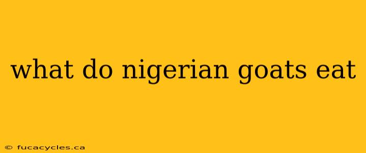 what do nigerian goats eat