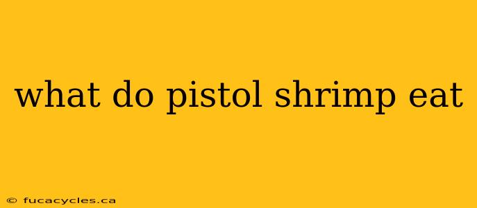 what do pistol shrimp eat