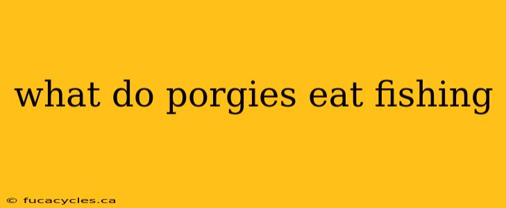 what do porgies eat fishing