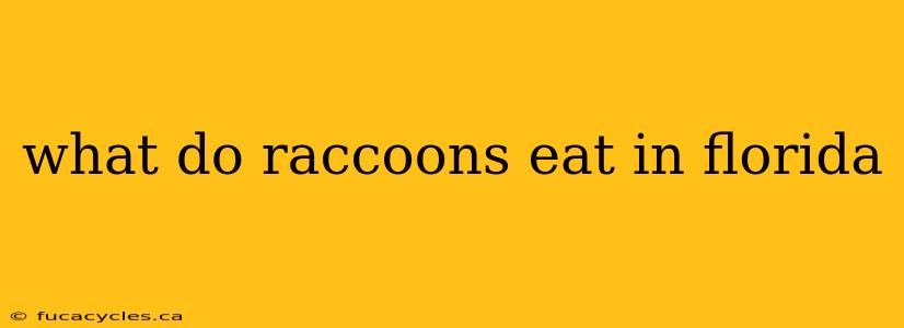 what do raccoons eat in florida