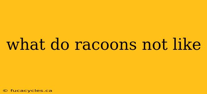 what do racoons not like