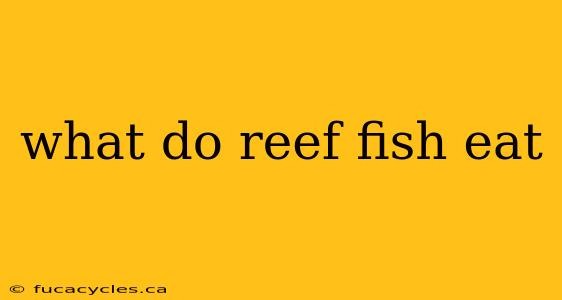 what do reef fish eat