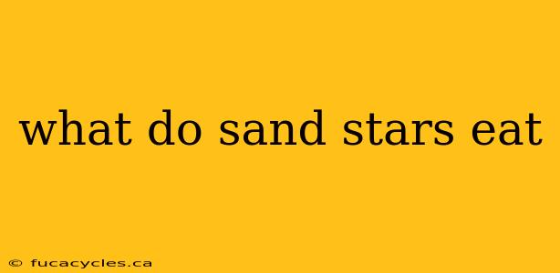 what do sand stars eat