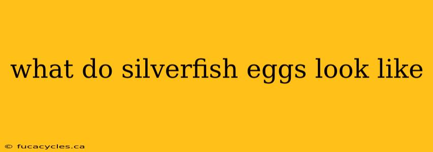 what do silverfish eggs look like