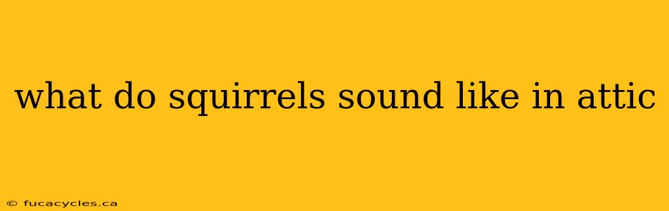 what do squirrels sound like in attic