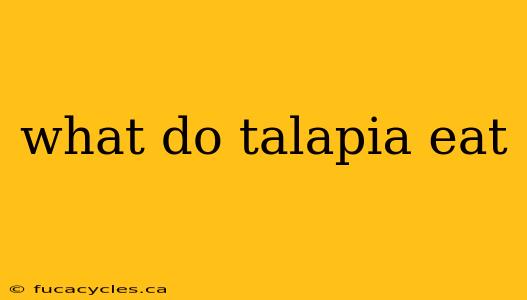 what do talapia eat