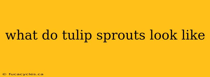 what do tulip sprouts look like