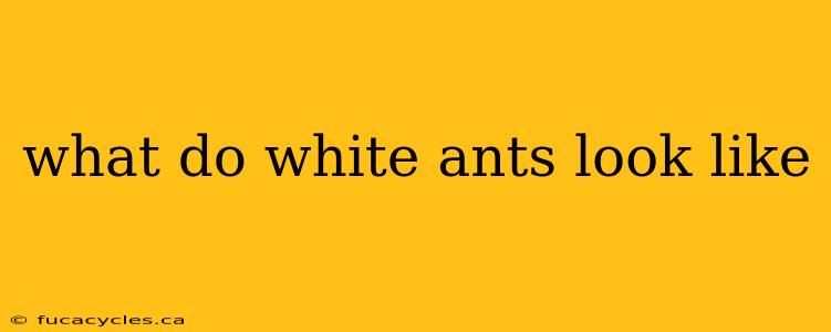 what do white ants look like