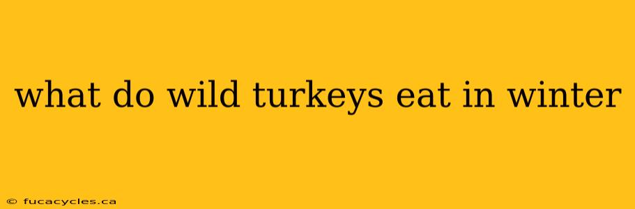 what do wild turkeys eat in winter