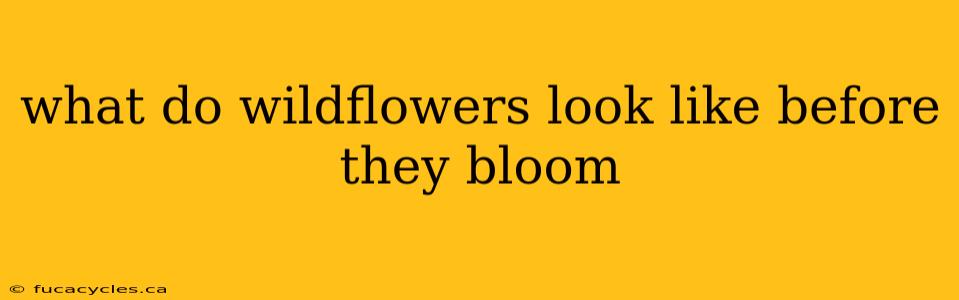 what do wildflowers look like before they bloom