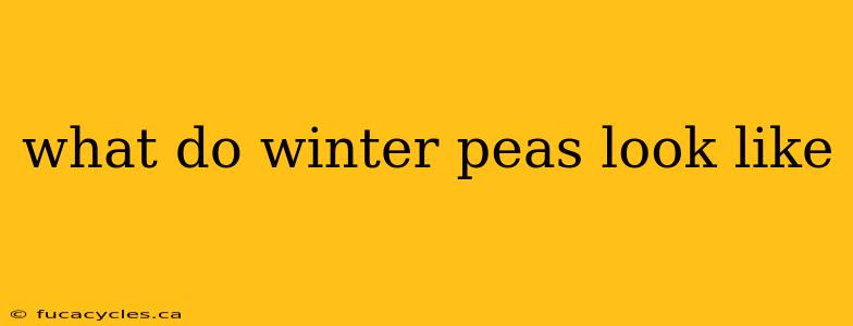 what do winter peas look like