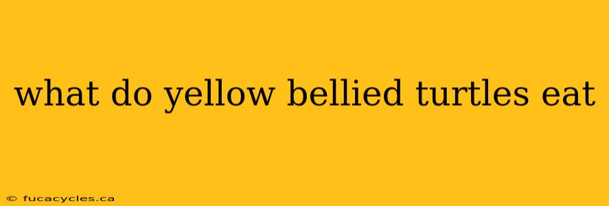 what do yellow bellied turtles eat