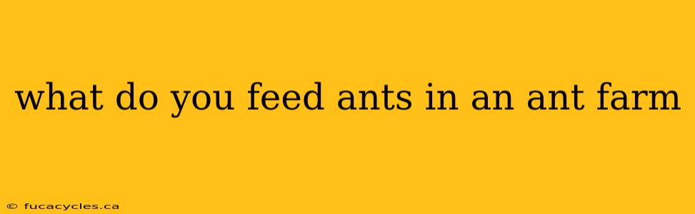 what do you feed ants in an ant farm