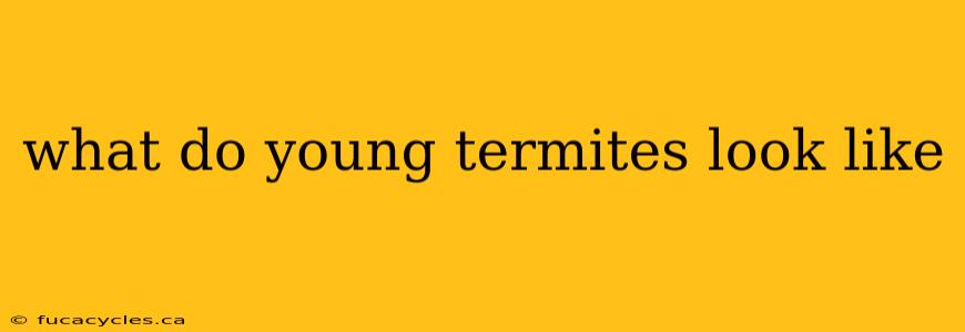 what do young termites look like