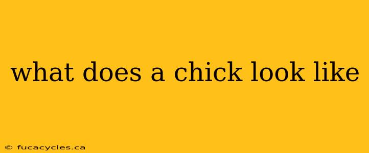 what does a chick look like