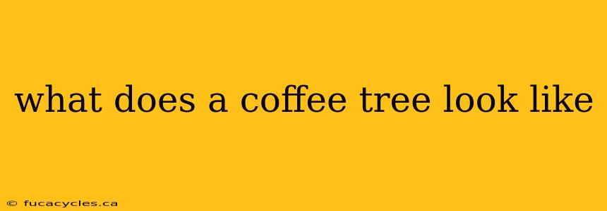 what does a coffee tree look like