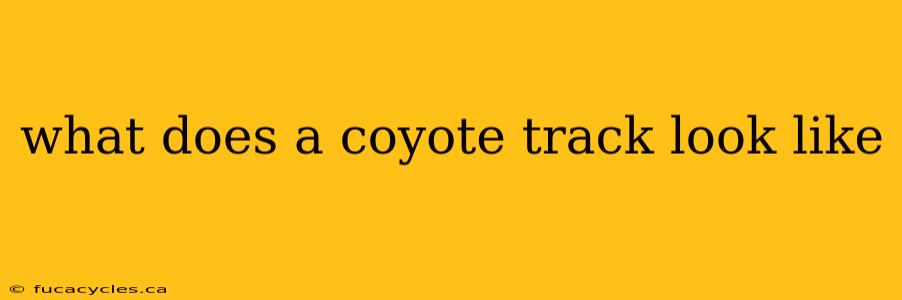 what does a coyote track look like