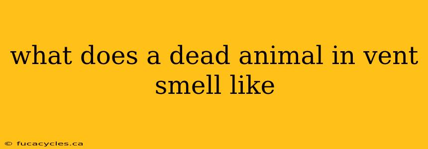 what does a dead animal in vent smell like